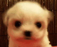 犬,子犬,かわいい,白い毛,動物