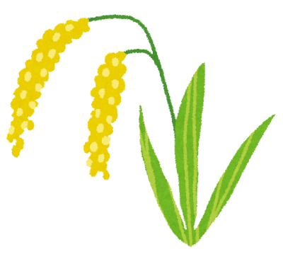 稲,イネ,植物,穀物,イラスト